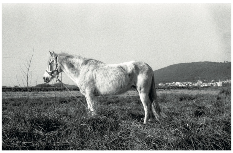 ANDRÉ CASTANHO White horse in the veiga. March 2016 Scan from 4,5x2 cm negative